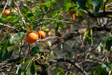 庭の柿の木に実ったオレンジ色の柿
