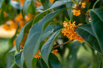 甘い香りのする満開のキンモクセイの花