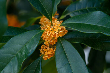 甘い香りのする満開のキンモクセイの花