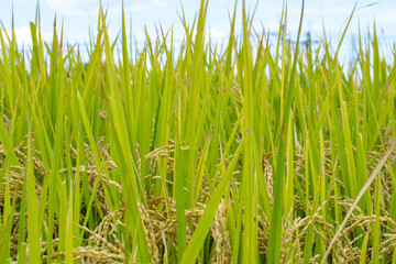 稲刈りまじかの稲穂