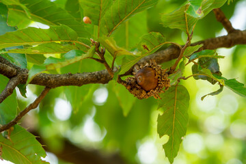 秋になって木に実ったドングリ