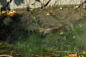 住宅地の小川に生息する亀