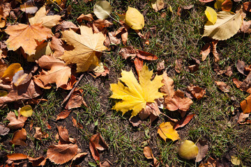 Fall. A yellow maple leaf lies on the grass. Autumn leaves