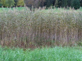 High reeds and forest in the background