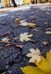 Beautiful autumn. Close-up of a maple yellow leaf lies on the road in the park. The cracked asphalt is covered with autumn leaves.