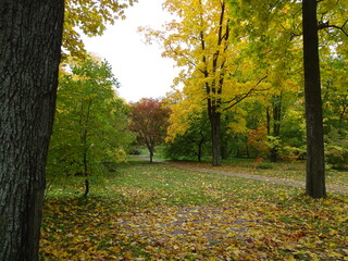 Autumn forest or park in good weather 