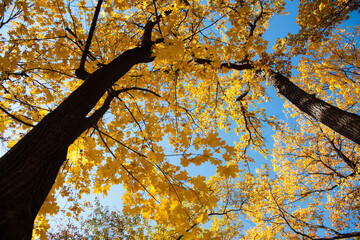 Beautiful autumn. Maple with yellow autumn leaves against the blue sky. Nice view of the tree from the bottom