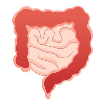 Vector illustration of intestine with visible internal structure, suitable for advertising health and education products