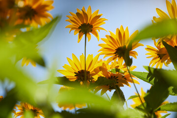 yellow flowers over blue sky