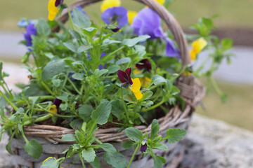 Spring season concept. Happy Easter. Still Life With A Basket Full Of Spring Flowers In The Garden. Gardening background