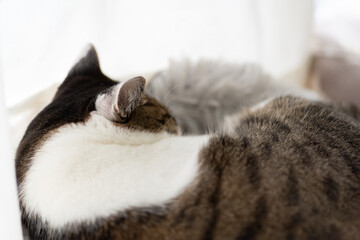 くつろぐ猫　キジトラ猫