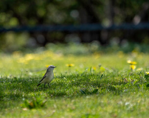 Flycatcher In Shade