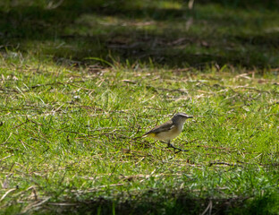 Flycatcher Running In Sun