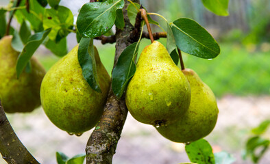 Pears with dew drops on a branch, close up, copy space
