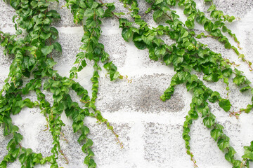 The surface of green leaves or the Ivy tree on Brick wall background white decoration wall with grunge surface texture.
