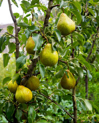 Pears with dew drops on a branch, close up, copy space