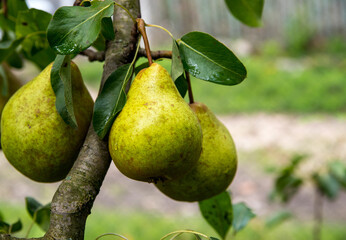 Pears with dew drops on a branch, close up, copy space