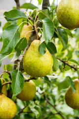Pears with dew drops on a branch, close up, copy space