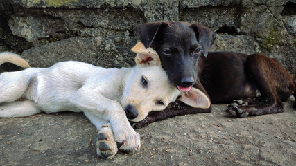 Black and white puppies sleeping