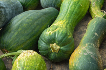 Pumpkin Cucurbita pepo in vegetable garden