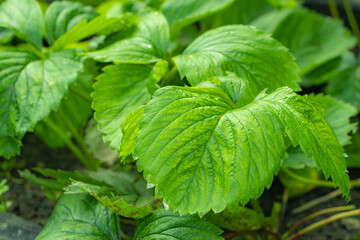 Art green strawberry leaf, Strawberry tree leaves, Wild strawberry leaves background