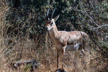 A male mountain gazelle in gazelle valley national park, Jerusalem, Israel. Shooting date 11.09.2021
