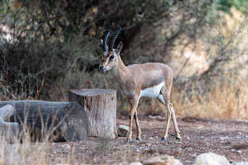 A male mountain gazelle in gazelle valley national park, Jerusalem, Israel. Shooting date 11.09.2021