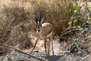 A male mountain gazelle in gazelle valley national park, Jerusalem, Israel. Shooting date 11.09.2021