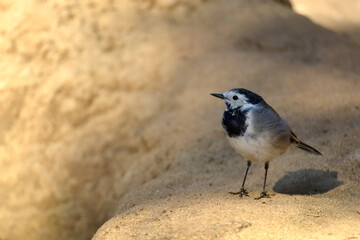 White wagtail (Motacilla alba) standing on rock