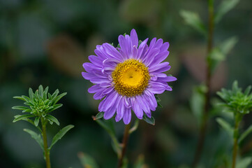 Obraz premium Aster flower Callistephus chinensis Andrella in bloom, early autumnal seasonal flowering plant