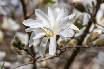 Star Magnolia stellata early spring flowering shrub, flowers with bright white tepals on branches in bloom