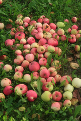 Red apples on green grass. Close-up.