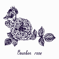 Burbon rose, flower, leaves and buds, doodle ink drawing with inscription, vintage style woodcut