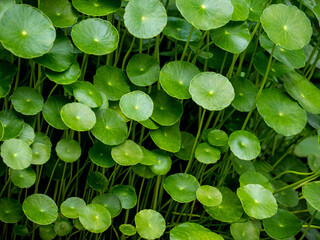 Leaves of Water Pennywort in the garden