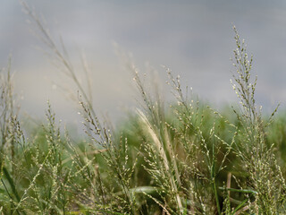 Obraz na płótnie Canvas Grass flowers flutter in the wind