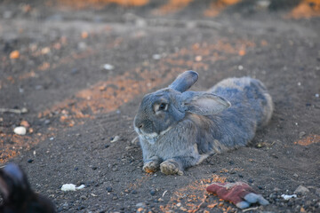 rabbit, bunny, animal, mammal, wild, hare, grass, fur, ears, brown, nature, wildlife, easter, baby, cottontail, rabbits, animals, rodent, cute, field, spring, hunting, pet, mammals, sitting