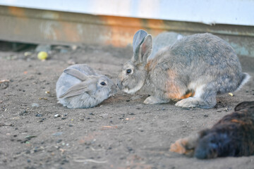 rabbit, bunny, animal, mammal, wild, hare, grass, fur, ears, brown, nature, wildlife, easter, baby, cottontail, rabbits, animals, rodent, cute, field, spring, hunting, pet, mammals, sitting