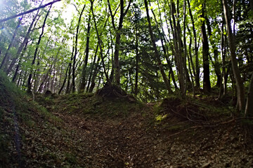 Sentiero dentro il bosco per pian delle ortiche