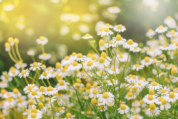 Blooming white daisies in a field background
