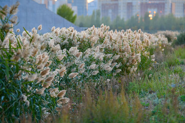 reeds, plants, grass, green, flute, reed beds, arrow, pipe