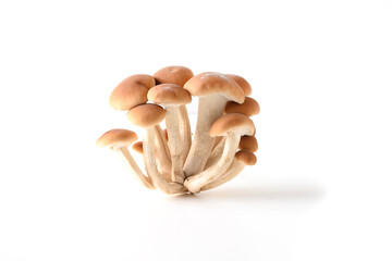 Fresh organic honey mushrooms isolated on white background. Close up. Harvest form forest.