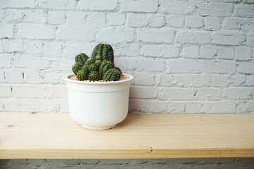 Cactus in white flower pot on wooden shelves and white brick wall background