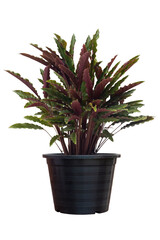 Calathea rufibarba Fenzl or Furry feather calathea in black plastic pot it is an air purifying plant that can be grown indoors isolated on white background included clipping path.