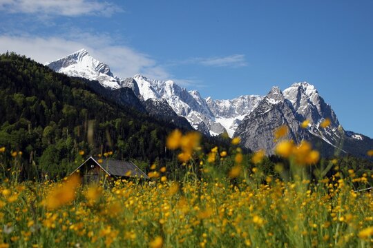 Garmisch Partenkirchen Blume Wetterstein Zugspitze Frühling