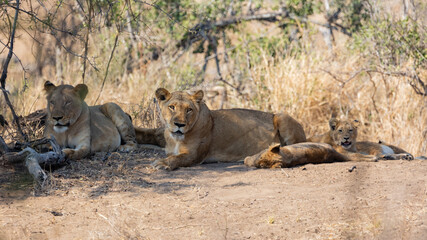 lionesses and cubs in the wild