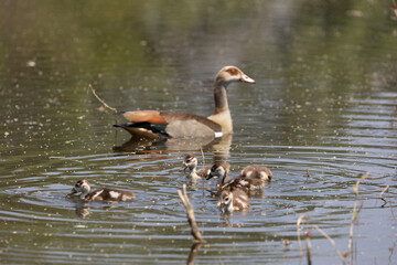 Egyptian geese- adult and babies