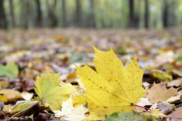 Fall season in a forest, defocused view from yellow fallen leaves to autumn trees