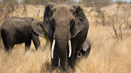 Obraz na płótnie Canvas Big African elephant cow
