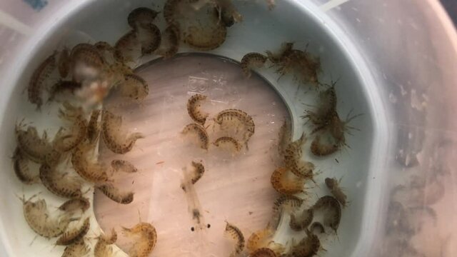 Viele marine Flohkrebse in einem Becher.