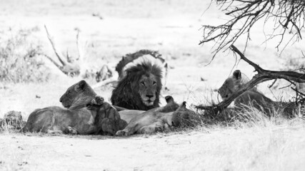 a pride of lions in black and white